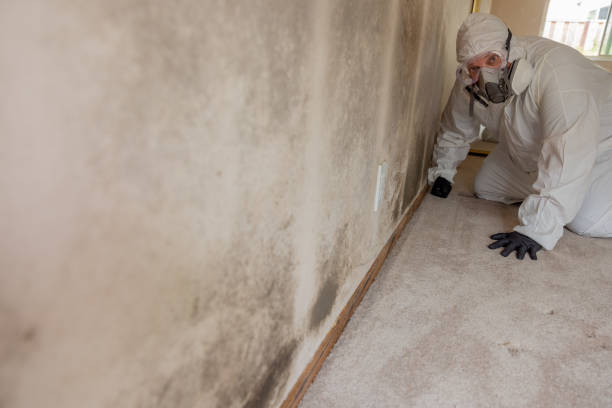 Best Basement Mold Removal  in Clay, KY